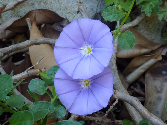 P1000228.JPG