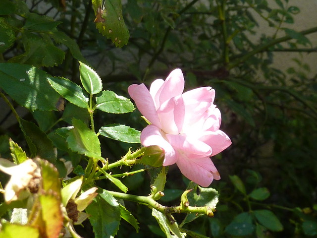 P1000229.JPG
