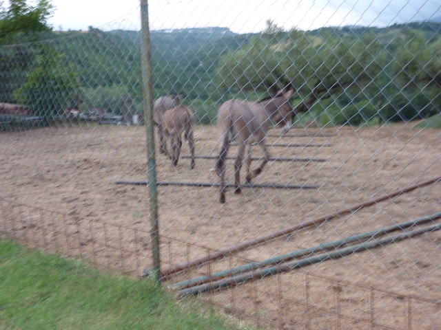 P1000273.JPG