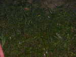 P1000293.JPG