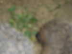 P1000294.JPG