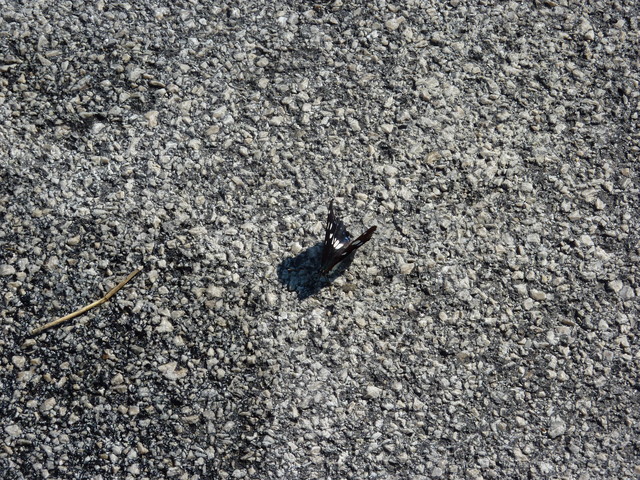 P1000333.JPG
