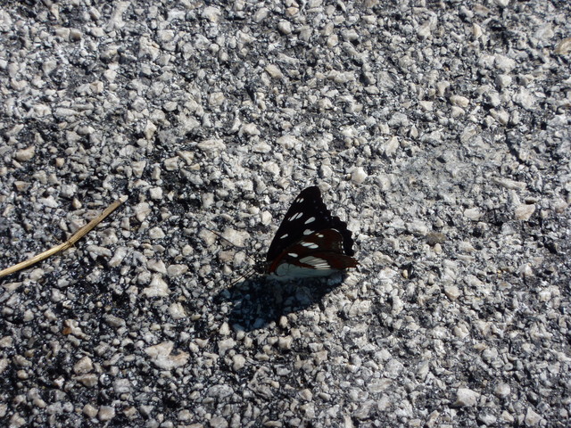 P1000334.JPG
