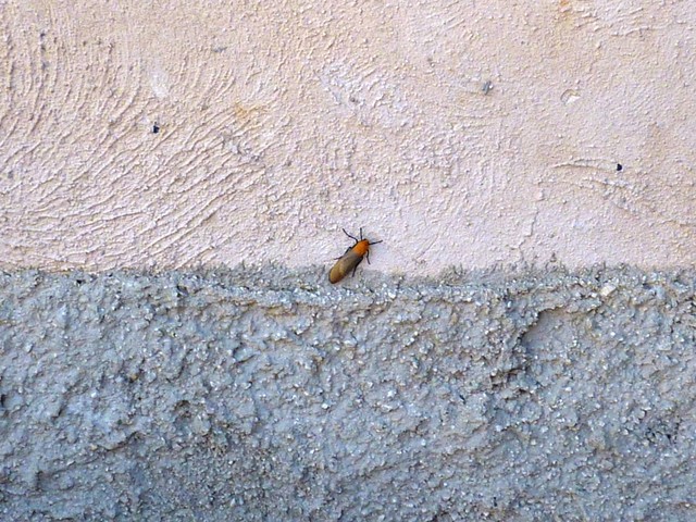P1020032.JPG