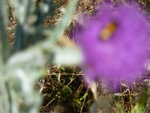 P1020194.JPG