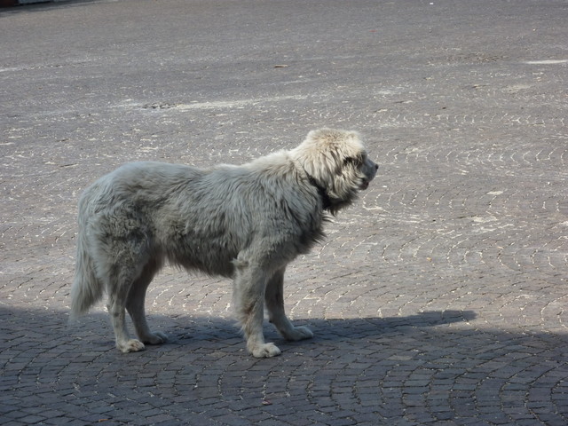P1020198.JPG