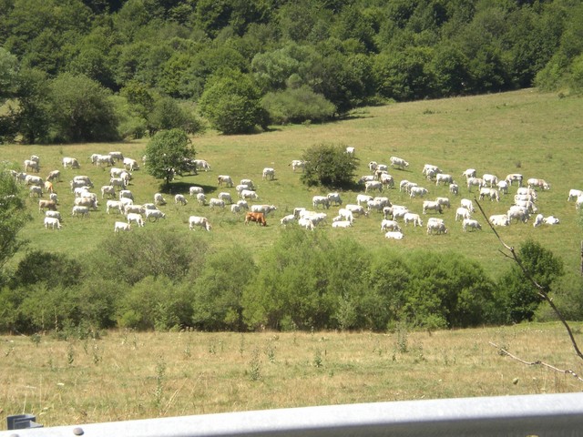 CIMG3830.JPG
